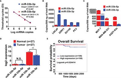 miR-33b-3p Acts as a Tumor Suppressor by Targeting DOCK4 in Prostate Cancer